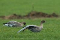 Hus krátkozobá - Anser brachyrhynchos - Pink-footed Goose