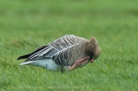 Hus krátkozobá - Anser brachyrhynchos - Pink-footed Goose