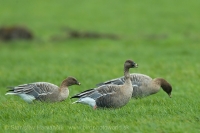Hus krátkozobá - Anser brachyrhynchos - Pink-footed Goose