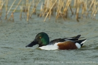 Kačica lyžičiarka - Anas clypeata - Shoveler