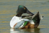 Kačica lyžičiarka - Anas clypeata - Shoveler