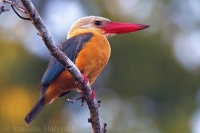 Rybárikovec gurial - Stork-billed Kingfisher