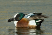 Kačica lyžičiarka - Anas clypeata - Shoveler