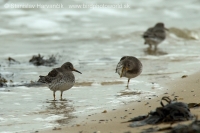 Pobrežník morský - Calidris maritima - Purple Sandpiper