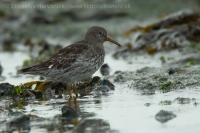 Pobrežník morský - Calidris maritima - Purple Sandpiper