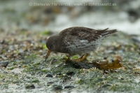 Pobrežník morský - Calidris maritima - Purple Sandpiper