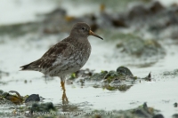 Pobrežník morský - Calidris maritima - Purple Sandpiper
