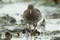 Pobrežník morský - Calidris maritima - Purple Sandpiper
