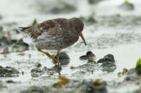 Pobrežník morský - Calidris maritima - Purple Sandpiper