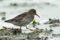 Pobrežník morský - Calidris maritima - Purple Sandpiper