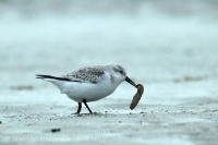 Pobrežník belavý - Calidris alba - Sanderling