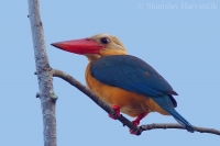 Rybárikovec gurial - Stork-billed Kingfisher