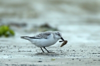 Pobrežník belavý - Calidris alba - Sanderling