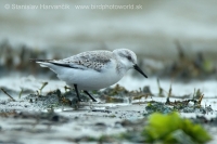 Pobrežník belavý - Calidris alba - Sanderling