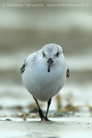 Pobrežník belavý - Calidris alba - Sanderling