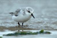 Pobrežník belavý - Calidris alba - Sanderling