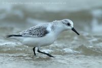 Pobrežník belavý - Calidris alba - Sanderling