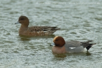Kačica hvizdárka - Anas penelope - Wigeon
