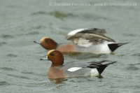 Kačica hvizdárka - Anas penelope - Wigeon