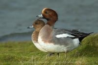 Kačica hvizdárka - Anas penelope - Wigeon