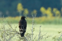 Kačica hvizdárka - Anas penelope - Wigeon