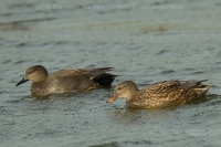 Kačica chripľavka - Anas strepera - Gadwall