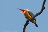 Rybárikovec gurial - Stork-billed Kingfisher