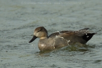 Kačica chripľavka - Anas strepera - Gadwall