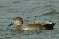 Kačica chripľavka - Anas strepera - Gadwall