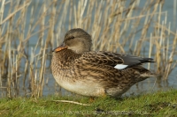 Kačica chripľavka - Anas strepera - Gadwall