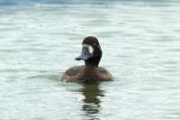 Chochlačka vrkočatá - Aythya fuligula - Tufted Duck
