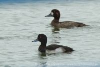 Chochlačka vrkočatá - Aythya fuligula - Tufted Duck