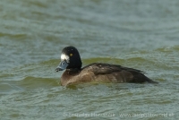 Chochlačka vrkočatá - Aythya fuligula - Tufted Duck