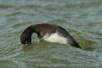 Chochlačka vrkočatá - Aythya fuligula - Tufted Duck