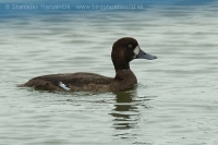 Chochlačka vrkočatá - Aythya fuligula - Tufted Duck