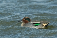 Kačica chrapka - Anas crecca - Teal