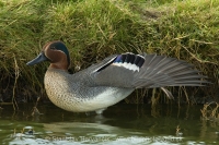 Kačica chrapka - Anas crecca - Teal