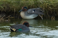 Kačica chrapka - Anas crecca - Teal