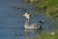 Hus vrchovská - Anser indicus - Bar-headed Goose