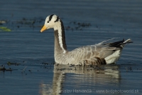 Hus vrchovská - Anser indicus - Bar-headed Goose