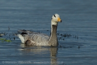 Hus vrchovská - Anser indicus - Bar-headed Goose