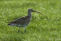 Hvizdák veľký - Numenius arquata - Curlew