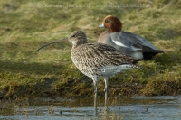 Hvizdák veľký - Numenius arquata - Curlew