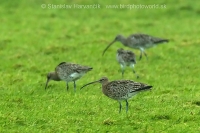 Hvizdák veľký - Numenius arquata - Curlew
