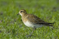 Kulík zlatý - Pluvialis apricaria - Golden Plover