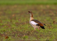 Húska štíhla - Alopochen aegyptiaca - Egyptian Goose