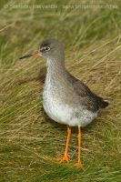 Kalužiak červenonohý - Tringa totanus - Common Redshank