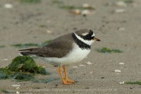Kulík piesočný - Charadrius hiaticula - Ringet Plover