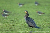 Kormorán veľký - Phalacrocorax carbo - Cormorant