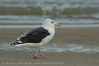 Čajka morská - Larus marinus - Great Black-backed Gull